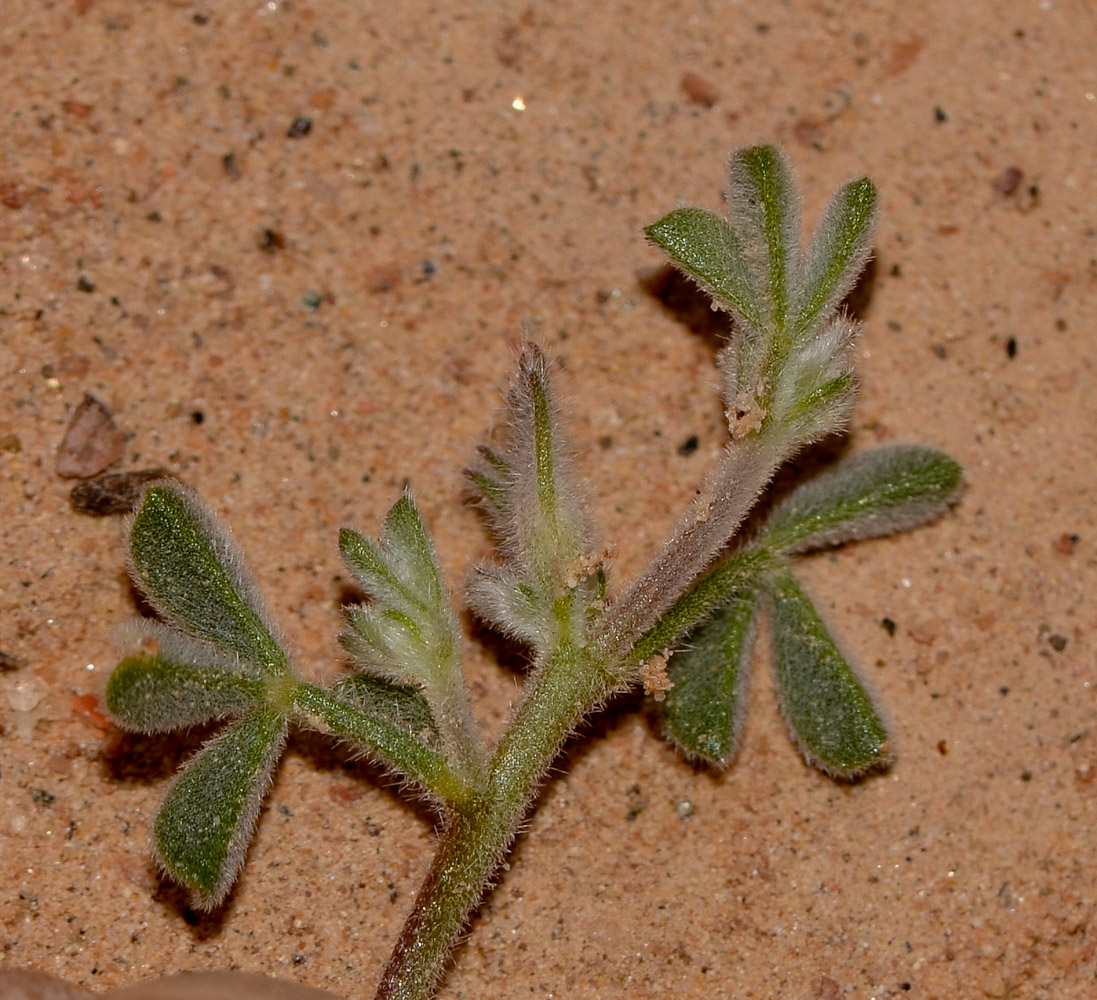 Изображение особи Lotononis platycarpa.