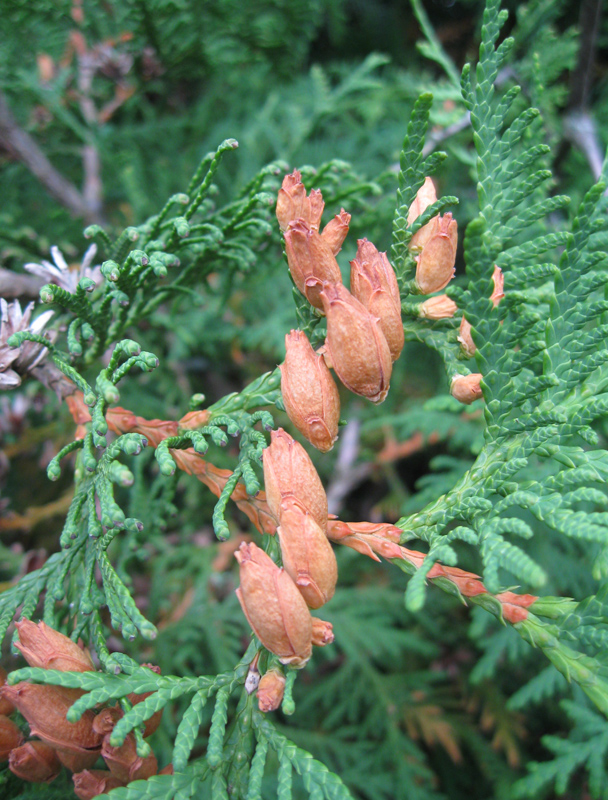 Изображение особи Thuja occidentalis.