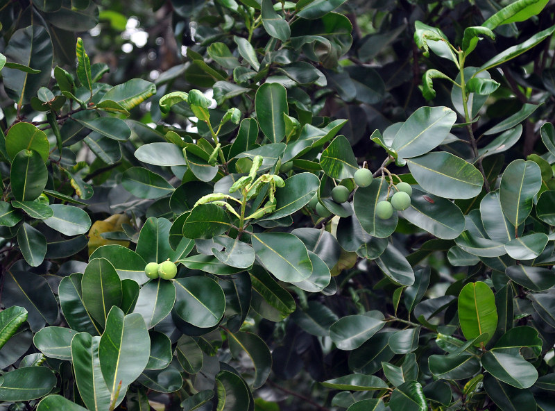 Изображение особи Calophyllum inophyllum.