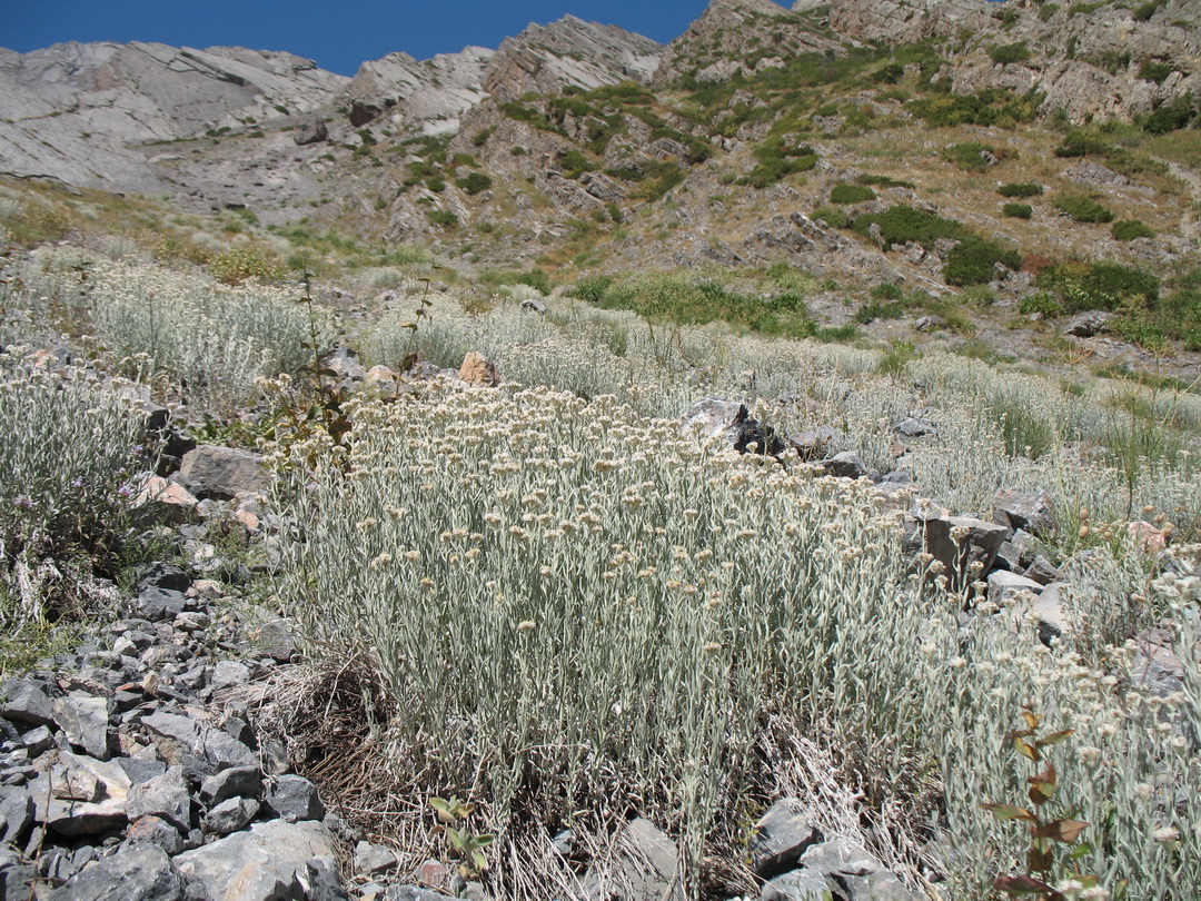 Image of Anaphalis velutina specimen.