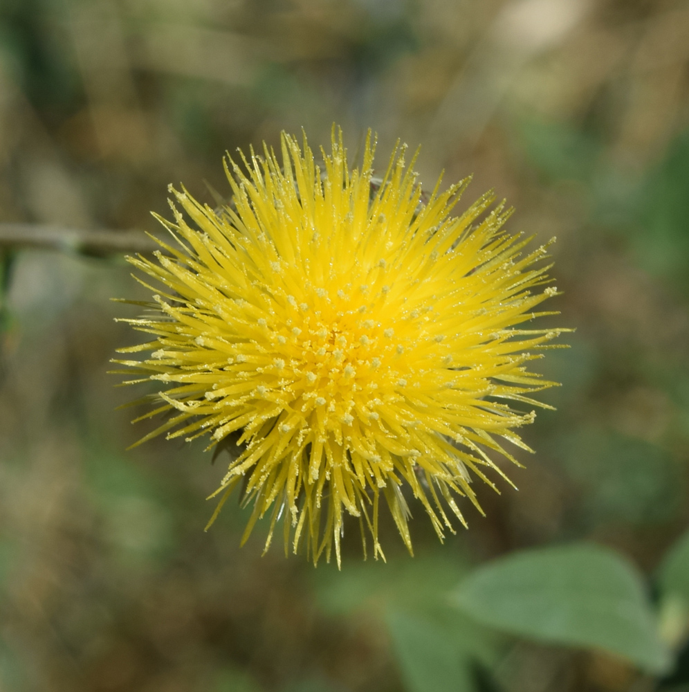 Image of Stizolophus balsamita specimen.