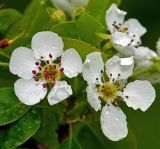 Pyrus communis. Цветки с каплями дождя (культивар \"Чижевская\"). Московская обл., Раменский р-н, окр. дер. Хрипань, садовый участок.14.05.2015.