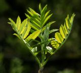 Sorbus aucuparia. Молодые листья на верхушке побега. Московская обл., Раменский р-н, окр. ж.-д. платформы Хрипань, смешанный лес у ЛЭП, просека. 08.05.2015.