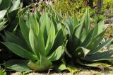 Agave attenuata. Вегетирующие растения. США, Калифорния, Сан-Франциско, ботанический сад. 14.02.2014.