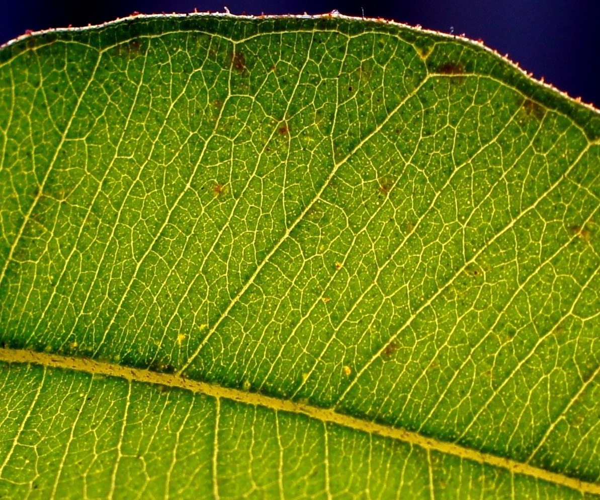 Image of Corymbia citriodora specimen.