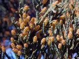 Juniperus sargentii. Микростробилы. Санкт-Петербург, Ботанический сад, уч.119. 06.05.2014.