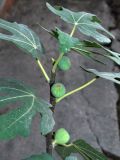 Ficus carica. Верхушка ветви с незрелыми соплодиями-сикониями. Узбекистан, г. Андижан. 14.10.2014.