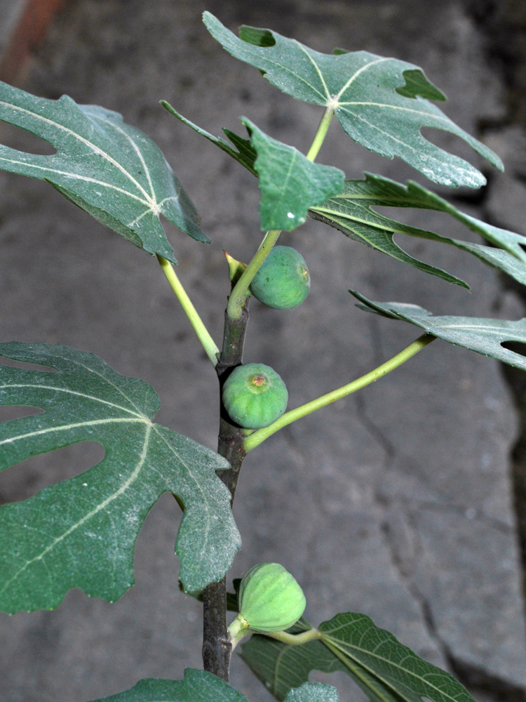 Изображение особи Ficus carica.