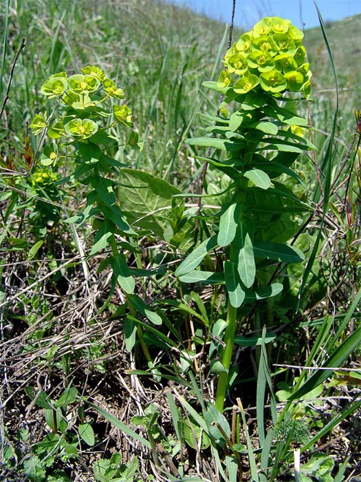 Изображение особи Euphorbia condylocarpa.