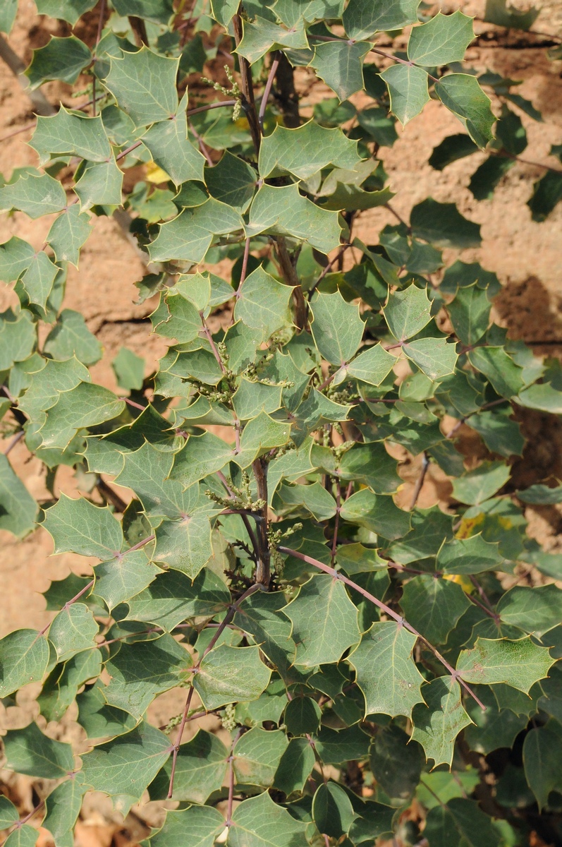 Image of Mahonia fremontii specimen.