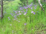 Campanula patula