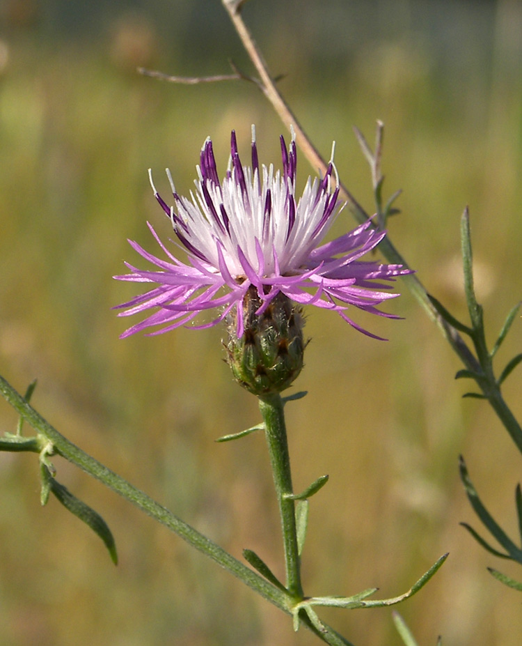 Изображение особи Centaurea scripczinskyi.