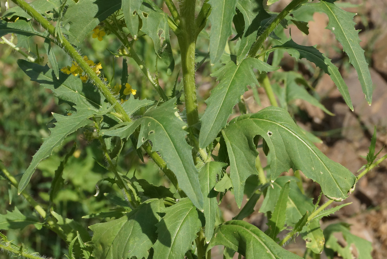 Image of Sisymbrium loeselii specimen.