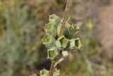 Phlomoides iliensis