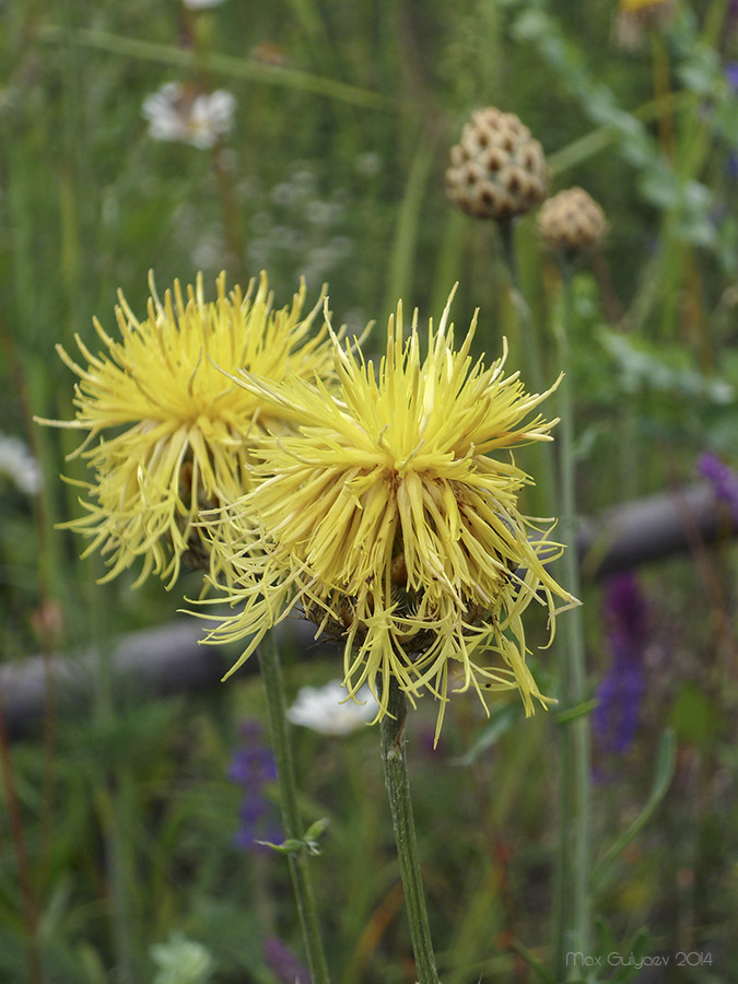 Изображение особи Centaurea orientalis.