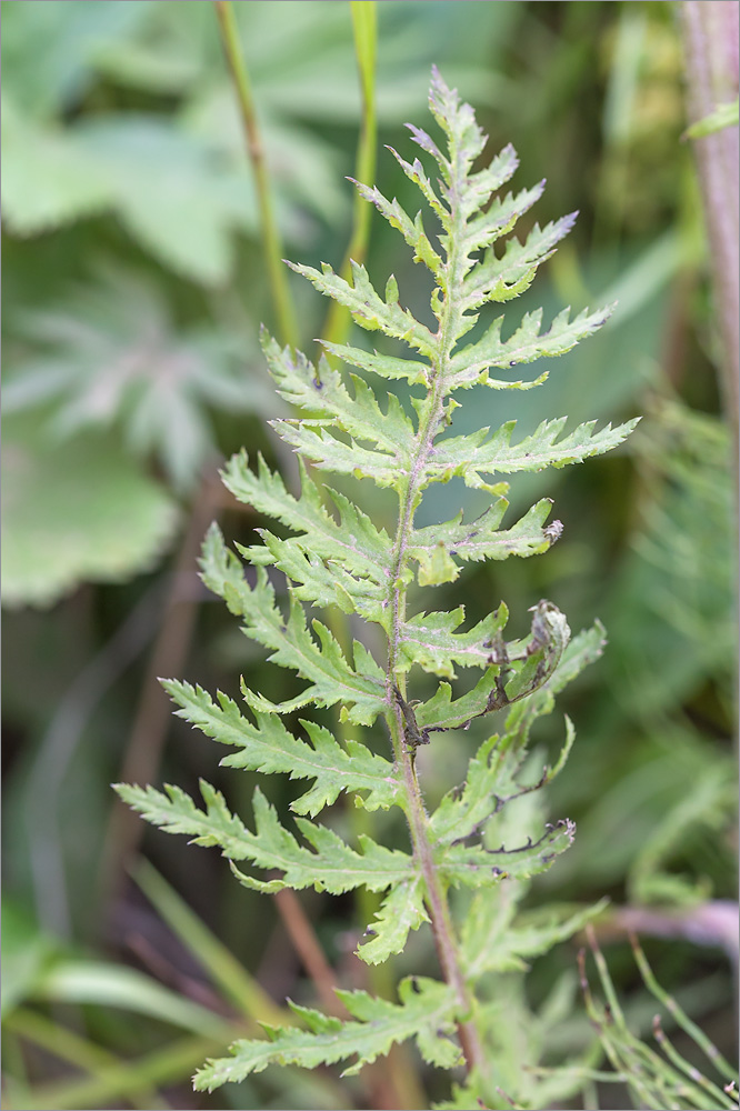 Изображение особи Pedicularis uralensis.