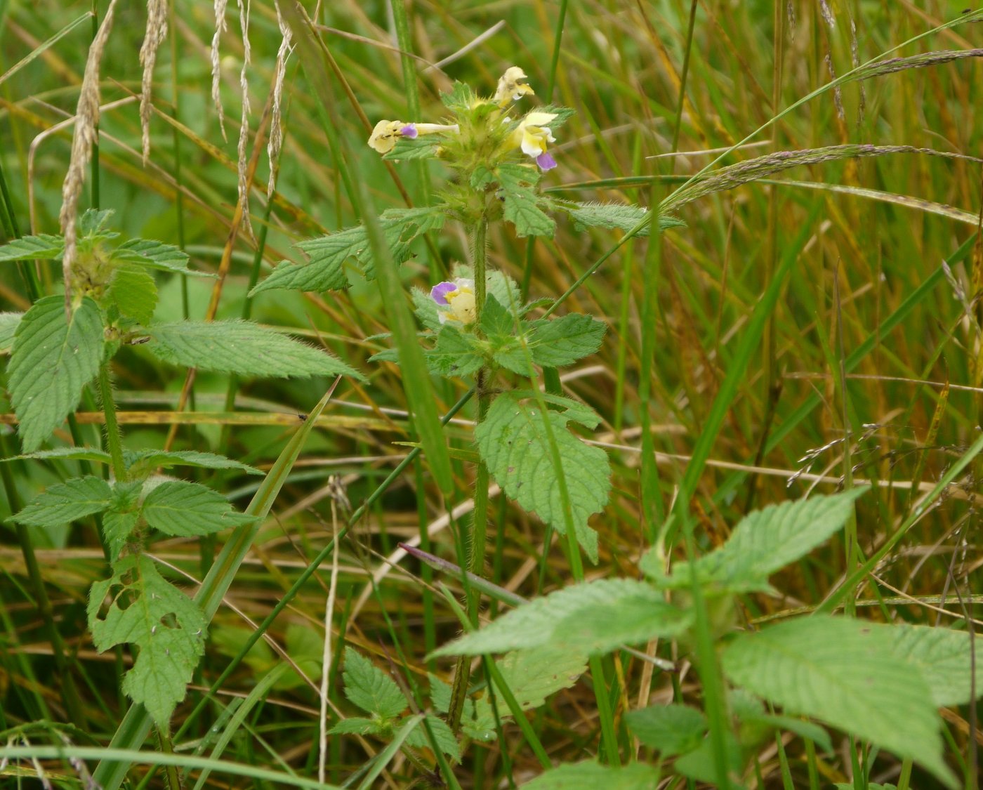 Image of Galeopsis speciosa specimen.