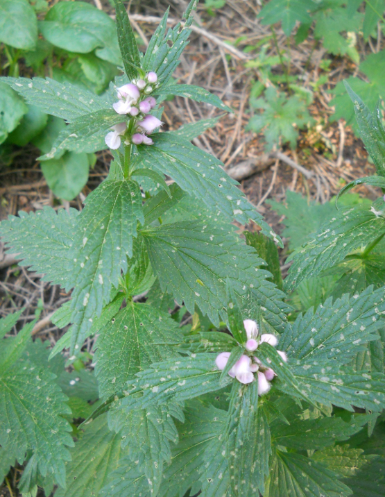 Image of Stachyopsis oblongata specimen.