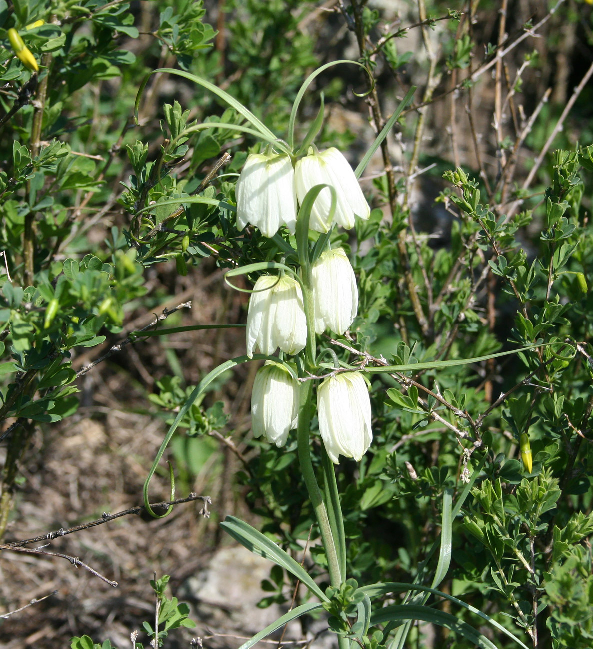 Изображение особи Fritillaria verticillata.