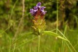 Prunella vulgaris. Верхушка цветущего растения. Новгородская обл., Боровичский р-н, к с.-з. от г. Боровичи, поляна у соснового леса. 11.07.2015.