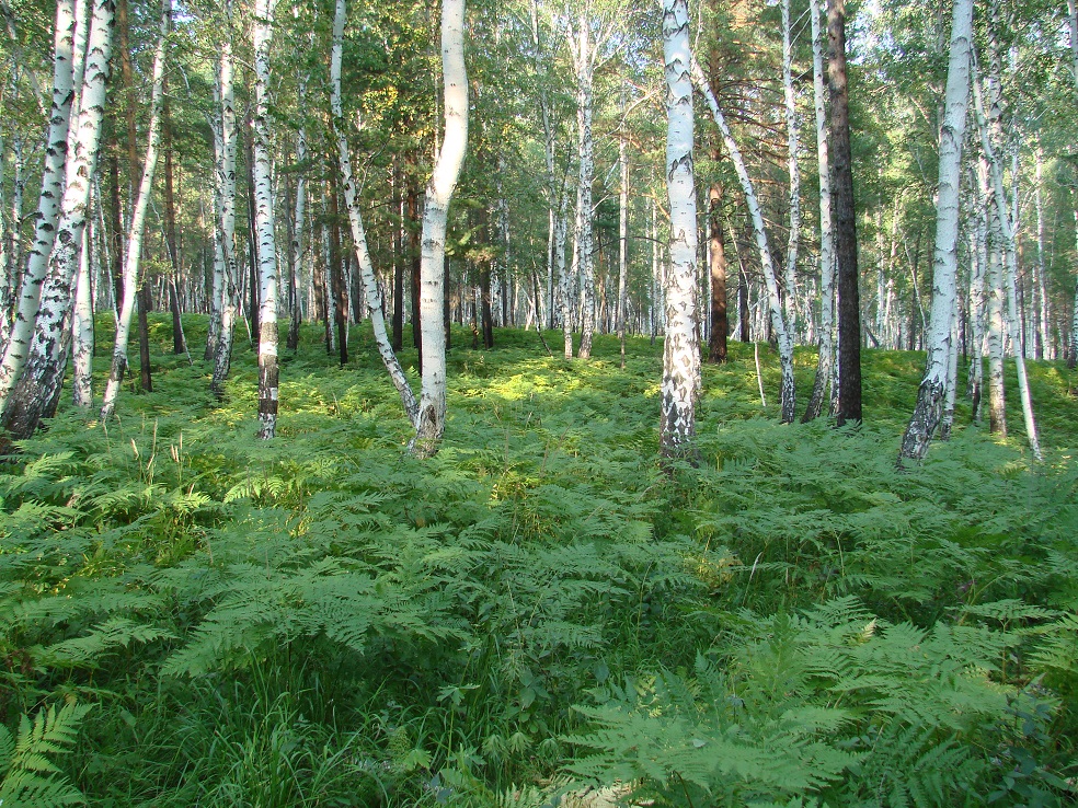 Изображение особи Pteridium pinetorum ssp. sibiricum.