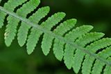 Lunathyrium henryi. Часть вайи. Приморский край, Партизанский р-н, окр. с. Владимиро-Александровское, широколиственный лес на северном склоне. 02.09.2015.