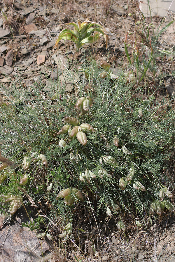 Image of Astragalus pachyrrhizus specimen.