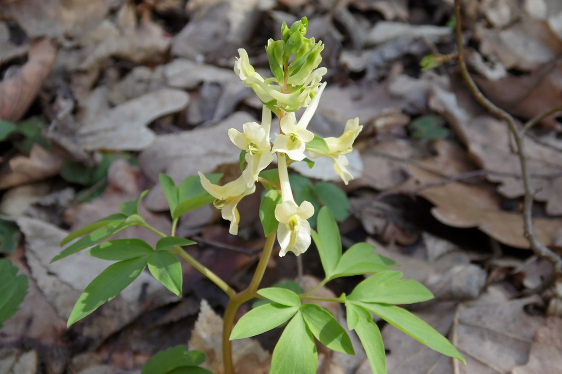 Изображение особи Corydalis marschalliana.