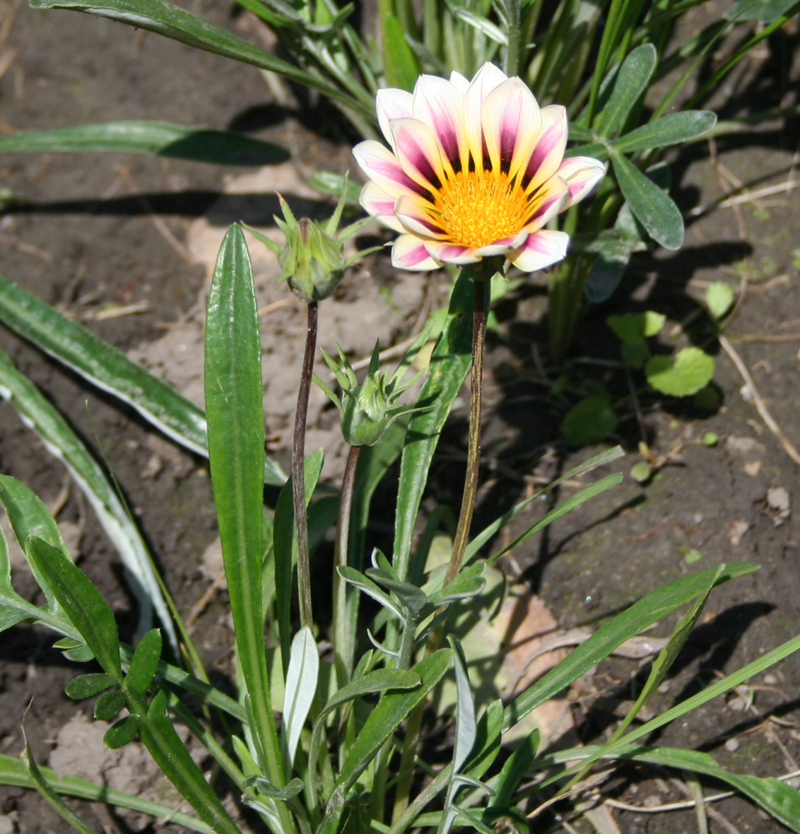 Изображение особи род Gazania.