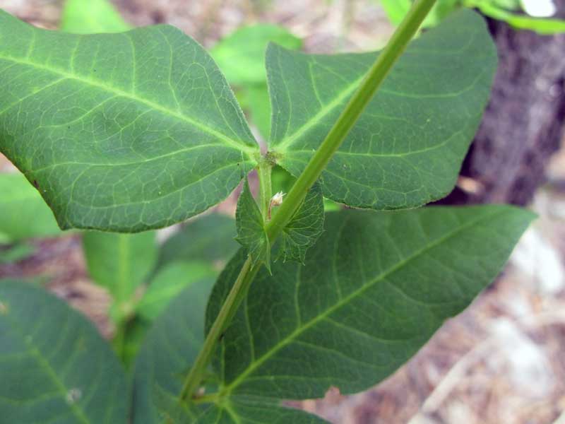 Image of Vicia unijuga specimen.