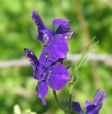 Delphinium ajacis