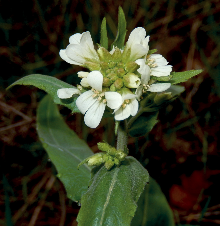 Изображение особи Arabis turrita.