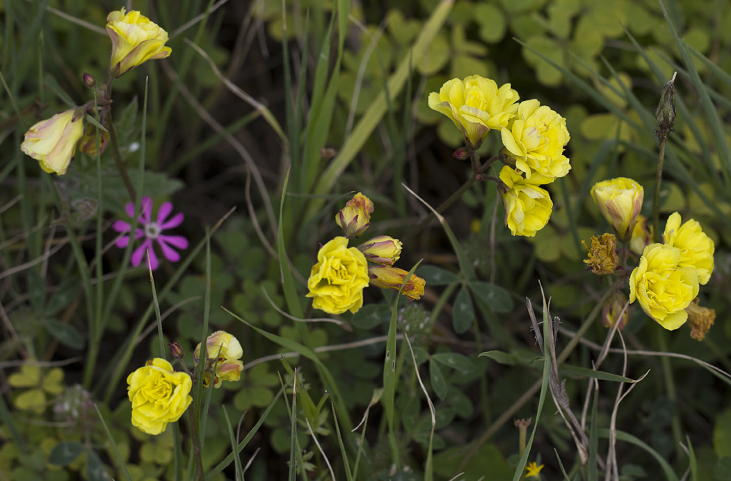 Image of Oxalis pes-caprae f. pleniflora specimen.