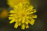 genus Crepis
