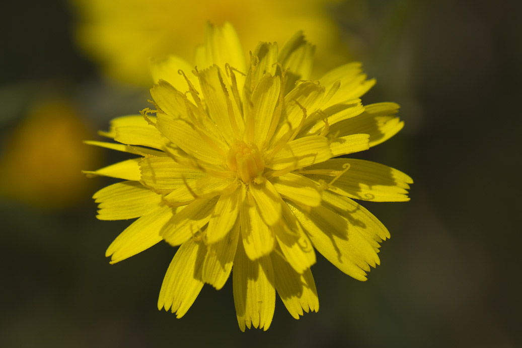 Image of genus Crepis specimen.