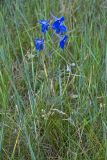 Delphinium grandiflorum. Цветущее растение. Иркутская обл., о. Ольхон, лесостепь в р-не пос. Узуры. 26.07.2007.