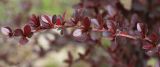 Berberis thunbergii