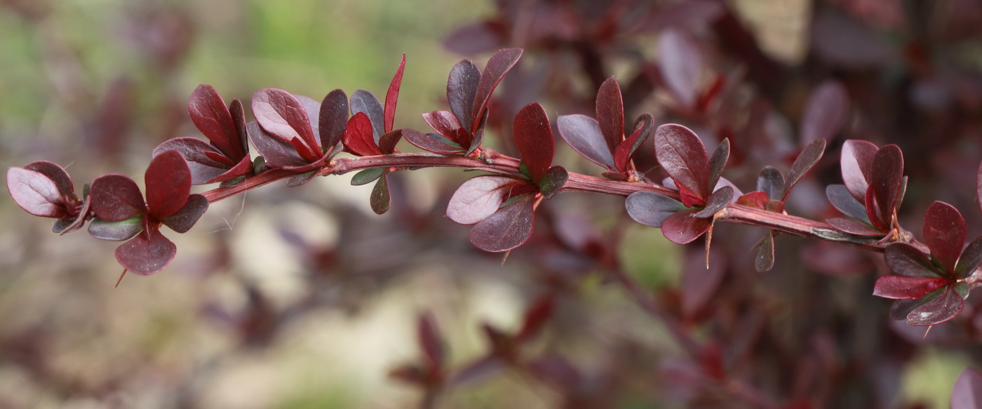 Изображение особи Berberis thunbergii.