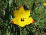 Tulipa zenaidae. Цветок. Казахстан, Западный Тянь-Шань, Киргизский хр., ущ. Мерке, склон сев. экспозиции. 13 апреля 2016 г.