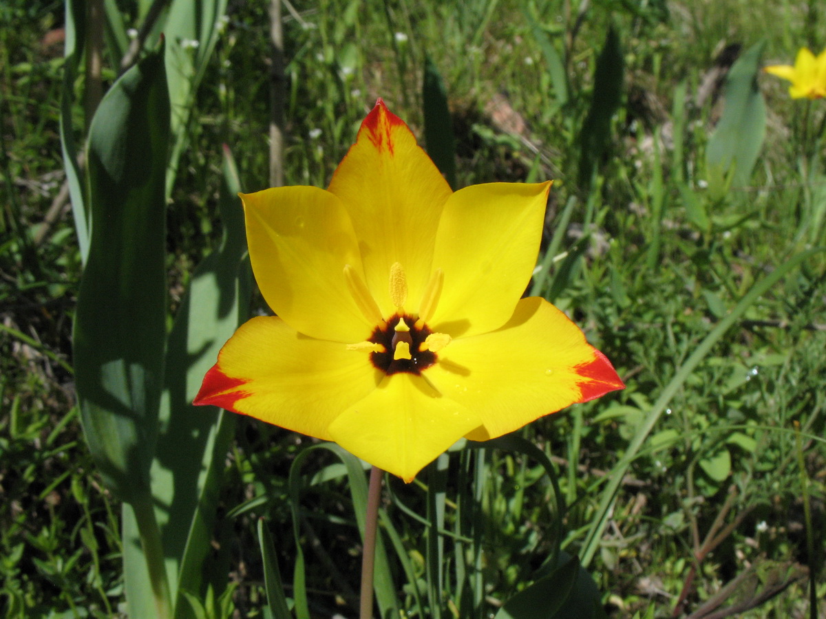 Image of Tulipa zenaidae specimen.