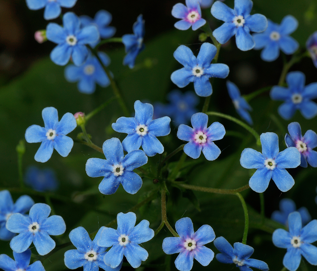 Изображение особи Brunnera sibirica.