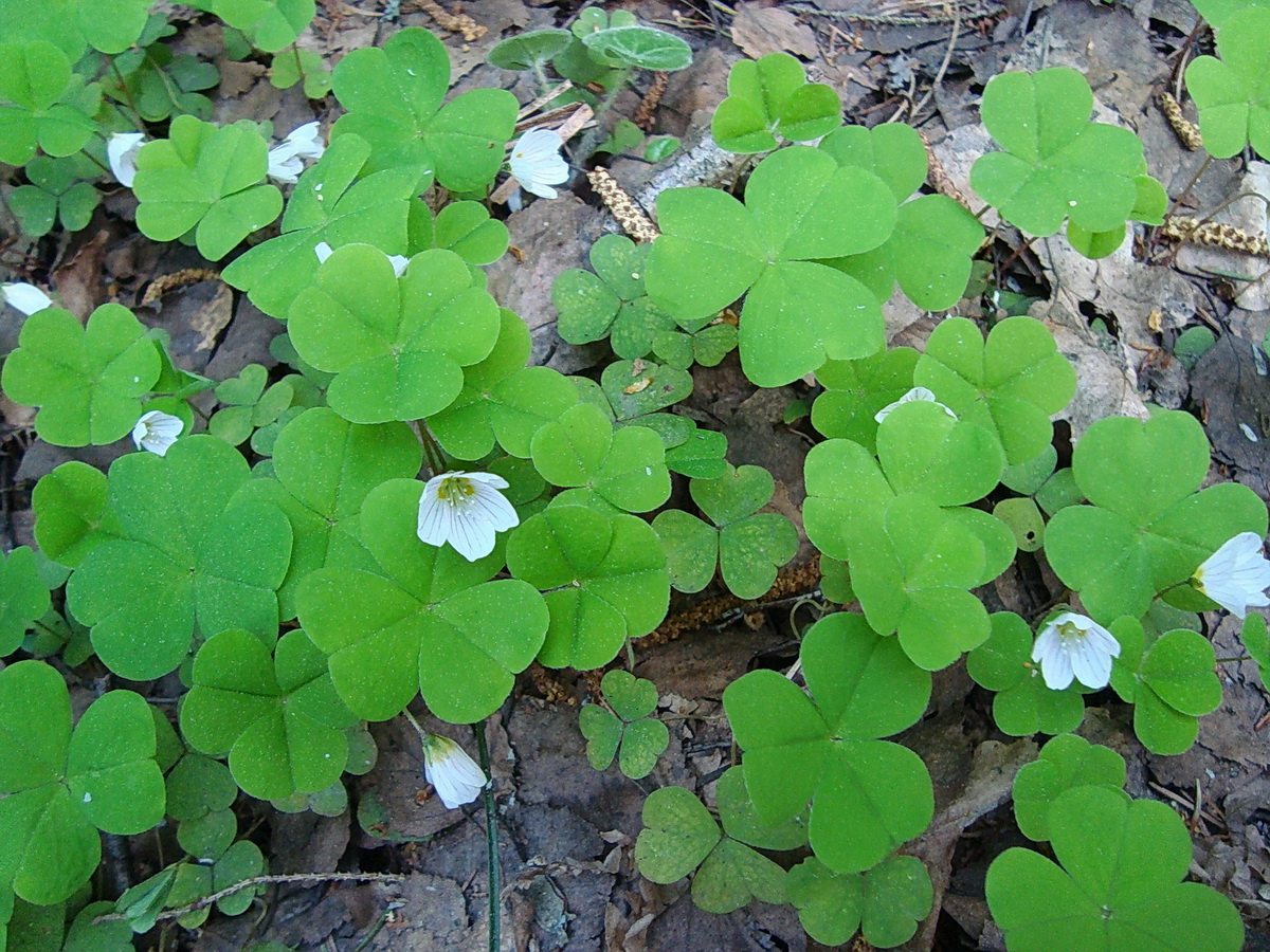 Image of Oxalis acetosella specimen.