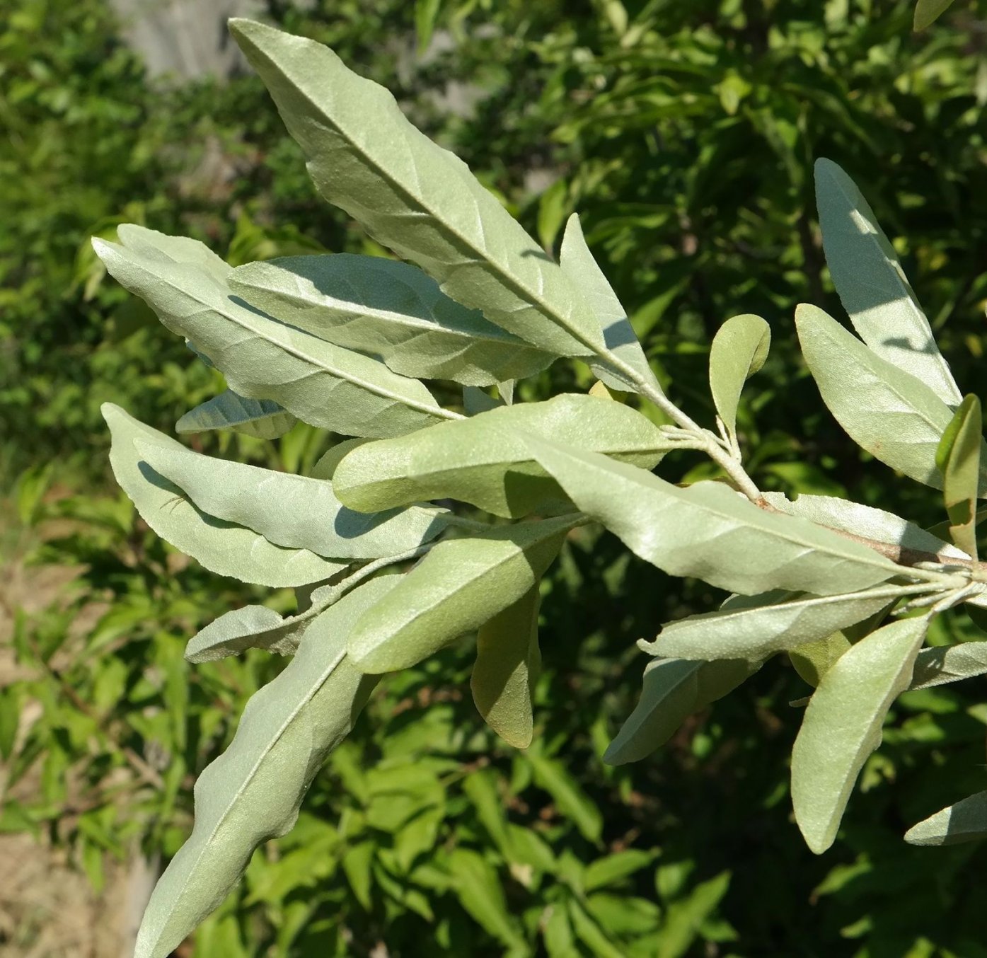 Image of Elaeagnus umbellata specimen.