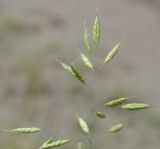 Bromus