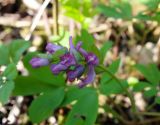 Corydalis intermedia. Соцветие. Ленинградская обл., Кировский р-н, берег реки Лава с выходами известняков. 01.05.2016.