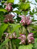 Lamium barbatum