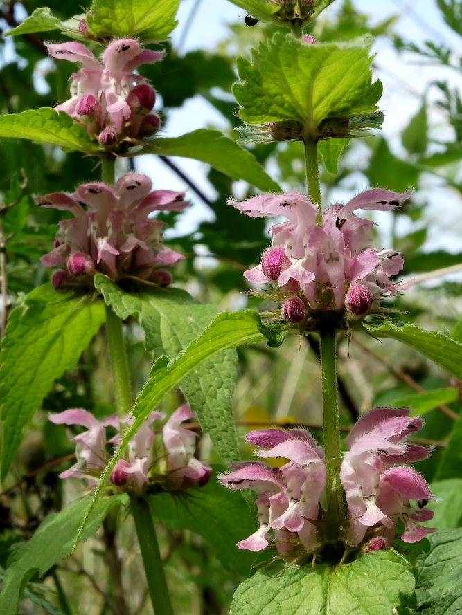 Изображение особи Lamium barbatum.