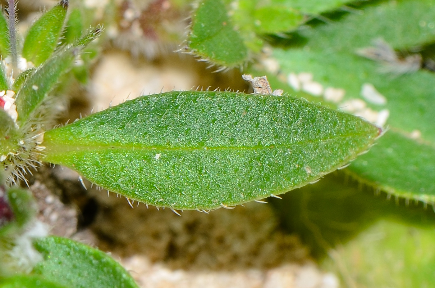 Изображение особи Echium bonnetii.