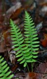 Polypodium sibiricum. Растение в лиственично-дубовом лесу. Приморский край, Тернейский р-н, окр. пгт Терней. 13.06.2016.