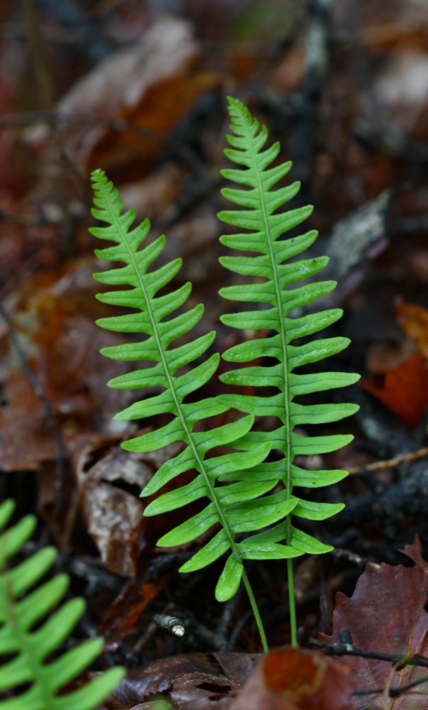 Изображение особи Polypodium sibiricum.